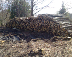 chestnut fencing poles